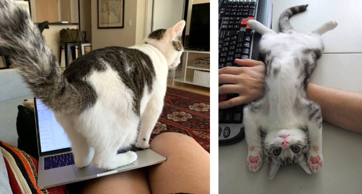 Working with Cats